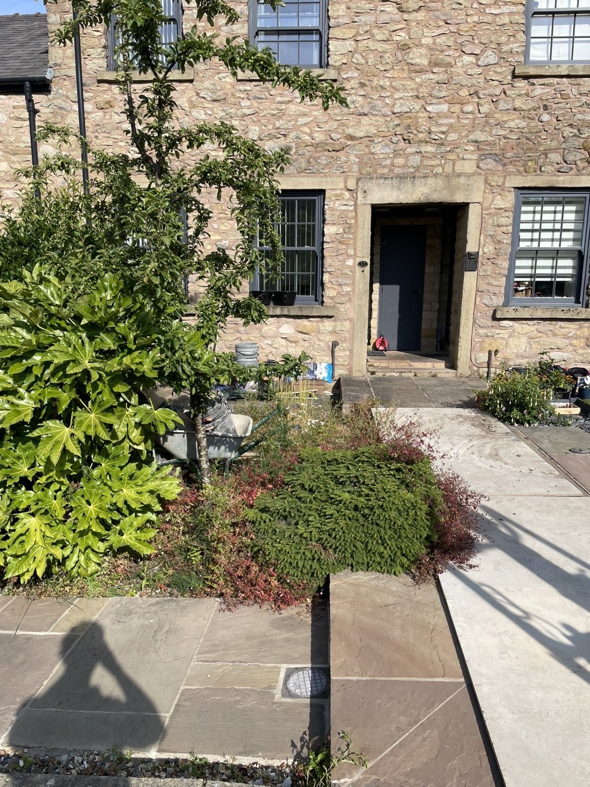 Overgrown side garden before landscaping
